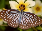 Brązowy, Motyl, Kwiat