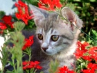 Kotek, Czerwone, Kwiatki