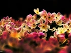 Kwiaty, Fractalius