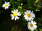 Kwiaty, Polne, Margerytki