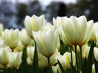 Tulipany