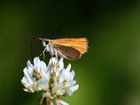 Motyl, Koniczyna