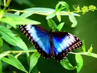 Motyl, Niebiesko, Brązowy, Liście