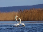 Zakochane, Łabędzie, Jezioro, Trzcina