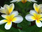 Kwiaty, Plumeria, Liście