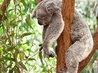 Koala, Drzewo, Sen