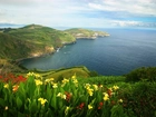 Morze, Wybrzeże, Kwiatki, Azory, Portugalia
