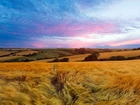 Pola, Zboże, Łąki, Chmury, Panorama