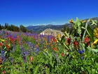 Sierra Nevada, Kalifornia, Kwiaty, Góry, Łąka
