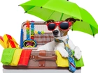 Pies, Okulary, Parasol, Waliza, Wakacje