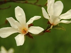 Magnolia Japońska, Białe, Kwiaty