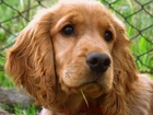 Cocker, Spaniel