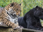 Jaguar, Czarna, Pantera, Zoo