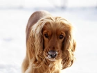 Cocker, Spaniel