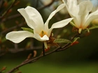 Magnolia, Japońska, Biały, Kwiat