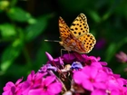 Fioletowy, Kwiat, Motyl