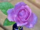 Fioletowa, Róża, Rosa