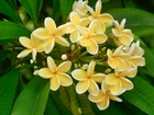 Żółta, Plumeria