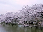 Park, Wiśniowy, Tokio, Japonia