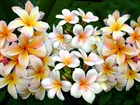 Kwiaty, Plumeria