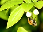 Zielone, Liście, Pszczoła
