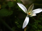 Biały, Kwiat, Wiosenny
