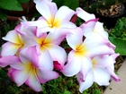 Kwiaty, Plumeria