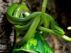 Zielony, Wąż, Liść