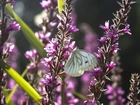 Biały, Motyl, Bielinek, Fioletowe, Kwiaty
