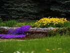 Ogród, Kwiaty, Żółte, Fioletowe, Kamienie