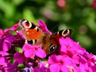 Fioletowe, Kwiaty, Motyl