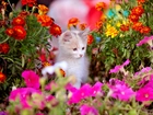 Kotek, Kolorowe, Kwiaty