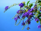 Kwiaty, Fioletowa, Duranta