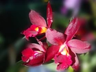 Bordowa, Orchidea