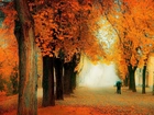 Jesień, Ulica, Alejka, Drzewa, Dozorca