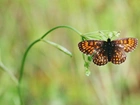 Motyl, Roślina