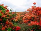 Czerwone, Rododendrony