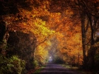 Droga, Drzewa, Przebijające, Światło, Jesień