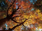 Jesień, Korony, Drzew, Liście