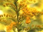 Żółte, Kwiaty, Fractalius