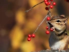 Chipmunk, Wiewiórka, Ziemna, Drzewo, Jarzębiny