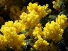 Żółte, Kwiatki, Krzew