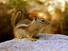 Chipmunk, Wiewiórka, Ziemna, Skała, Las