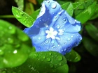 Niebieski, Kwiatuszek, Liście, Rosa