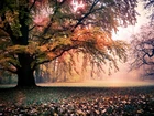 Park, Drzewa, Liście, Przebijające, Światło, Jesień