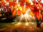 Promienie, Słońca, Jesień, Liście