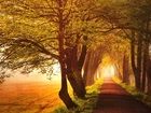 Droga, Drzewa, Pola, Przebijające, Światło, Jesień