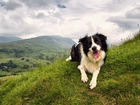 Border Collie, Góry, Zachmurzone, Niebo