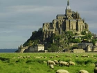 Klasztor, Łąka, Owce, Mount Saint Michel, Francja