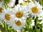 Białe, Kwiaty, Rumianku
